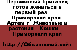 Персиковый британец готов жениться в первый раз ... - Приморский край, Артем г. Животные и растения » Кошки   . Приморский край